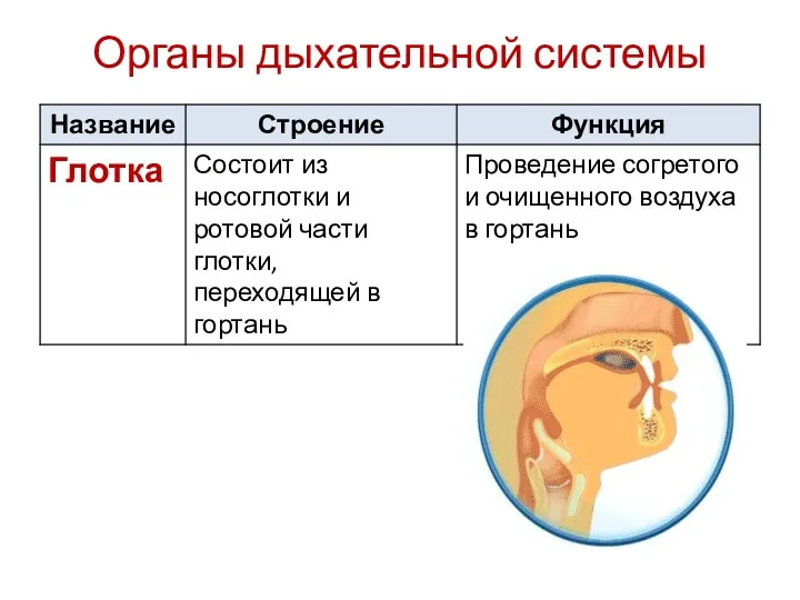 Органы дыхательной системы