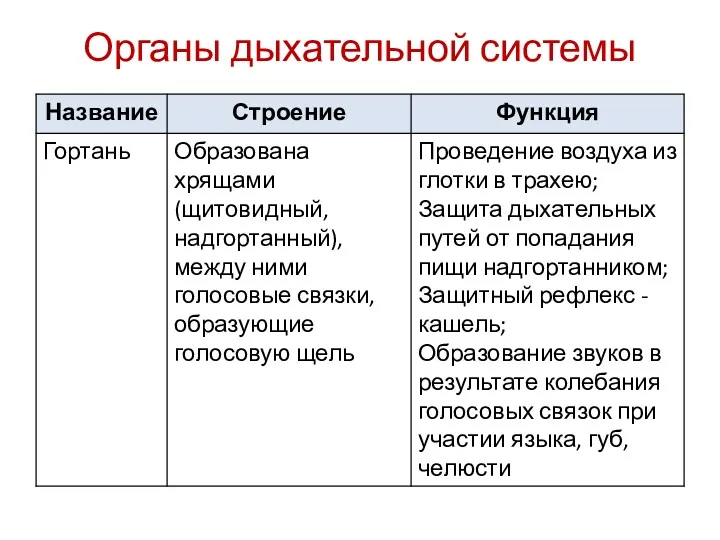 Органы дыхательной системы