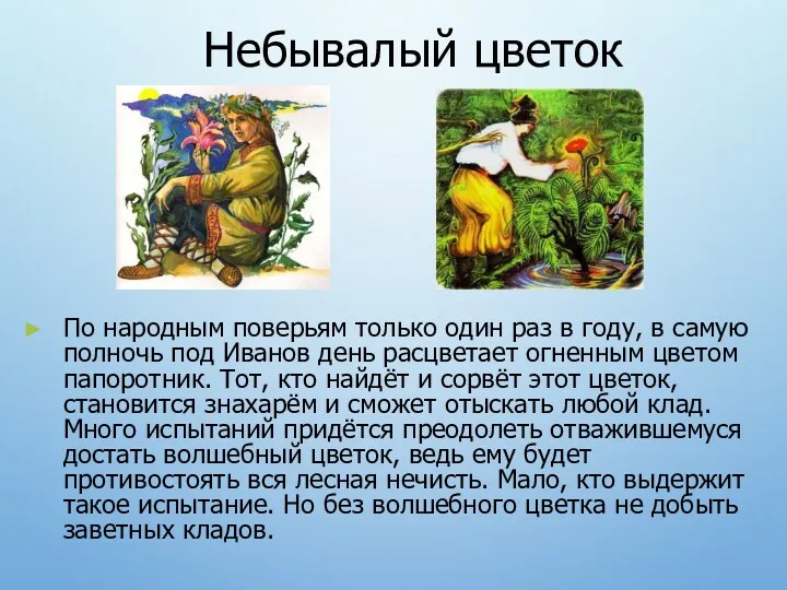 Небывалый цветок По народным поверьям только один раз в году,