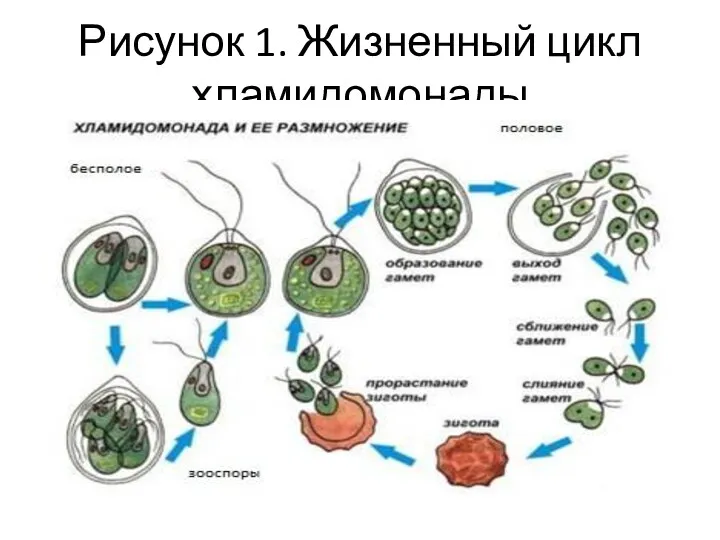 Рисунок 1. Жизненный цикл хламидомонады