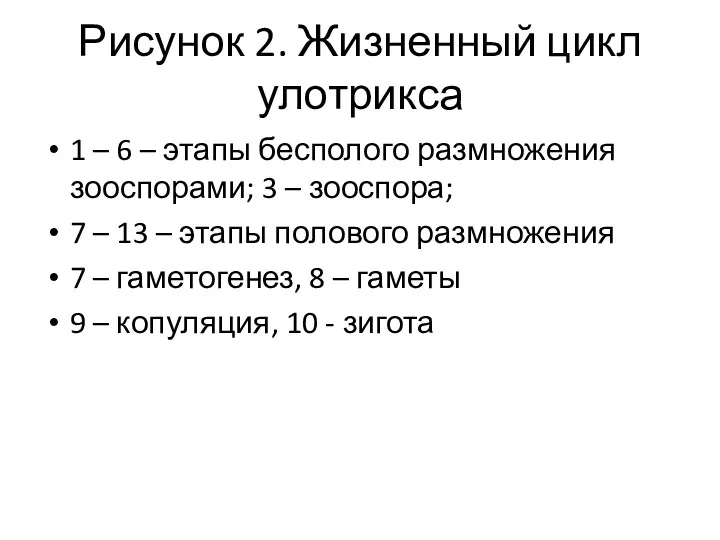 Рисунок 2. Жизненный цикл улотрикса 1 – 6 – этапы