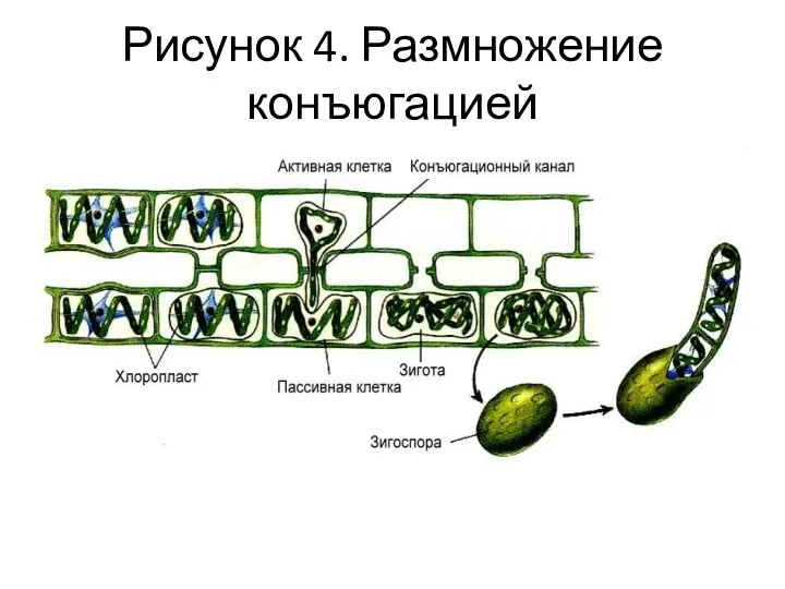 Рисунок 4. Размножение конъюгацией