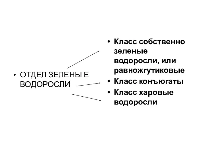 ОТДЕЛ ЗЕЛЕНЫ Е ВОДОРОСЛИ Класс собственно зеленые водоросли, или равножгутиковые Класс конъюгаты Класс харовые водоросли