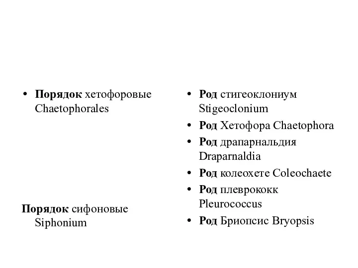 Порядок хетофоровые Chaetophorales Порядок сифоновые Siphonium Род стигеоклониум Stigeoclonium Род