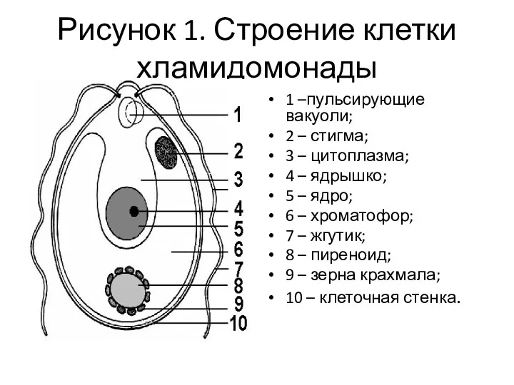 Рисунок 1. Строение клетки хламидомонады 1 –пульсирующие вакуоли; 2 –