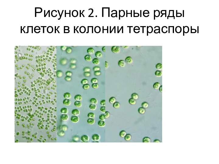 Рисунок 2. Парные ряды клеток в колонии тетраспоры