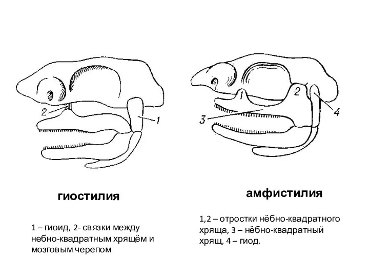 гиостилия амфистилия 1 – гиоид, 2- связки между небно-квадратным хрящём и мозговым черепом