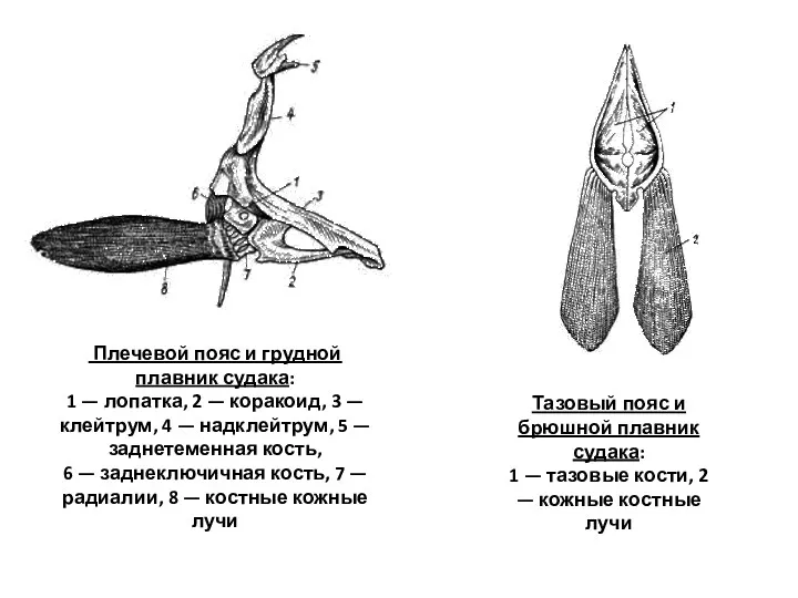 Плечевой пояс и грудной плавник судака: 1 — лопатка, 2 — коракоид, 3