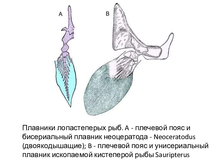 Плавники лопастеперых рыб. A - плечевой пояс и бисериальный плавник неоцератода - Neoceratodus