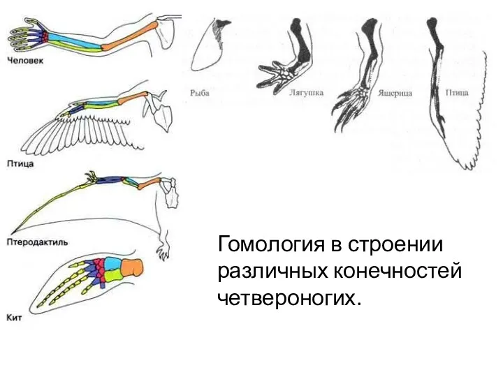 Гомология в строении различных конечностей четвероногих.