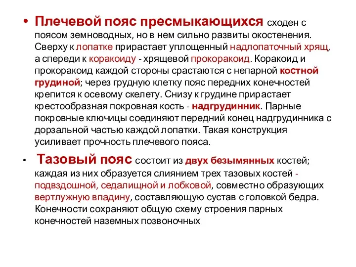 Плечевой пояс пресмыкающихся сходен с поясом земноводных, но в нем сильно развиты окостенения.