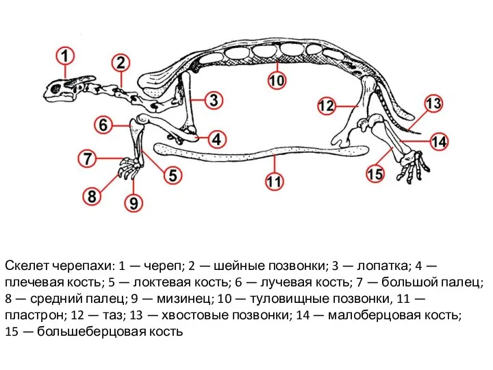 Скелет черепахи: 1 — череп; 2 — шейные позвонки; 3 — лопатка; 4