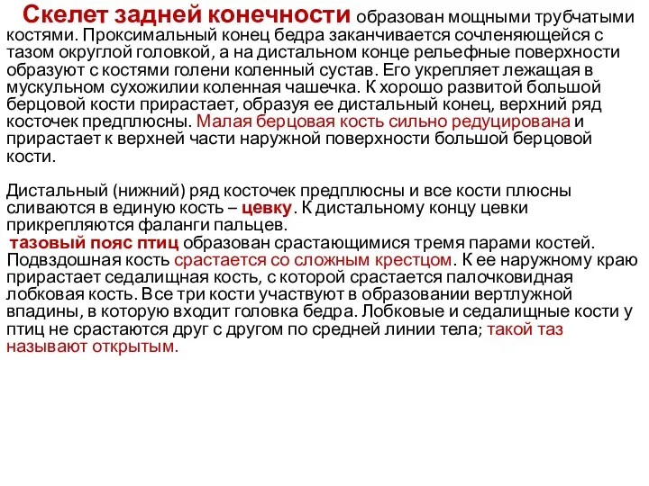 Скелет задней конечности образован мощными трубчатыми костями. Проксимальный конец бедра заканчивается сочленяющейся с