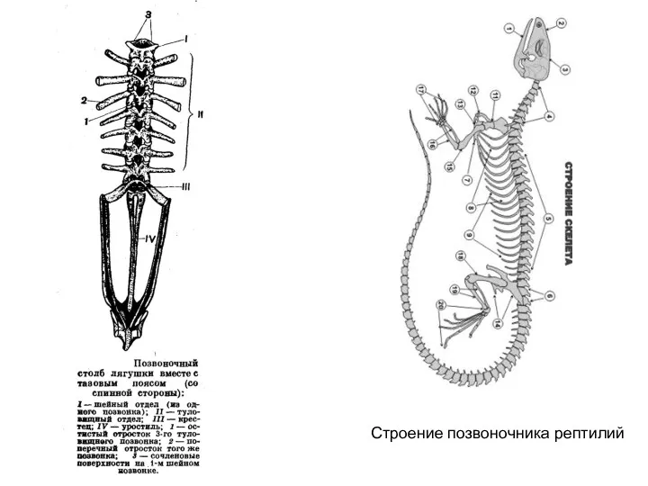 Строение позвоночника рептилий