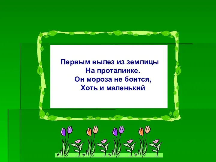 Первым вылез из землицы На проталинке. Он мороза не боится, Хоть и маленький