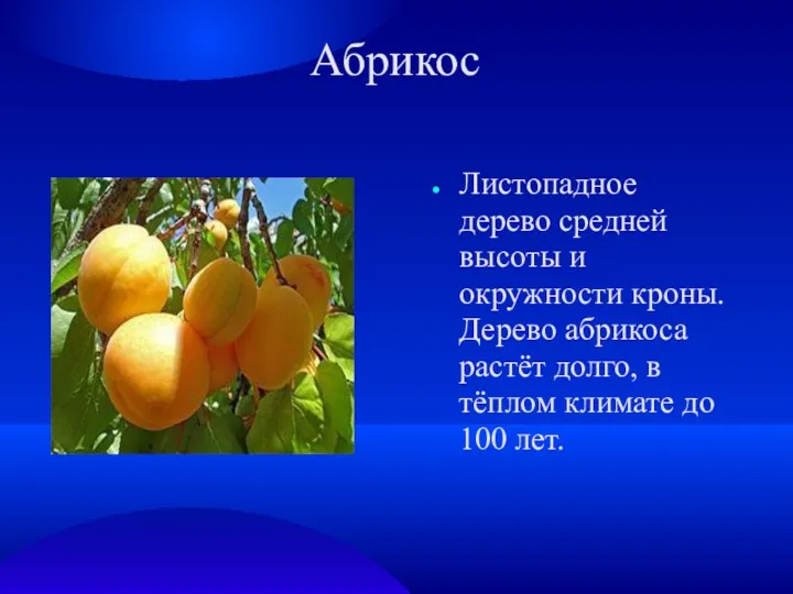 Абрикос Листопадное дерево средней высоты и окружности кроны. Дерево абрикоса