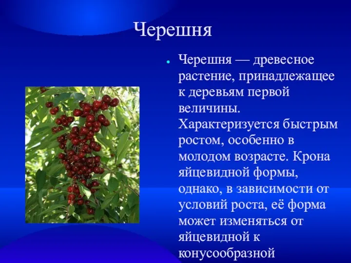 Черешня Черешня — древесное растение, принадлежащее к деревьям первой величины.