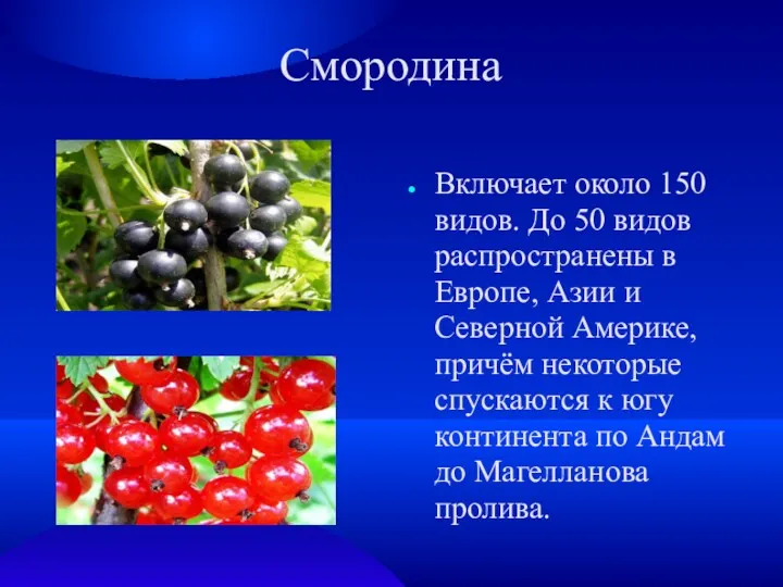 Смородина Включает около 150 видов. До 50 видов распространены в