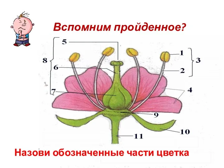 Назови обозначенные части цветка Вспомним пройденное?