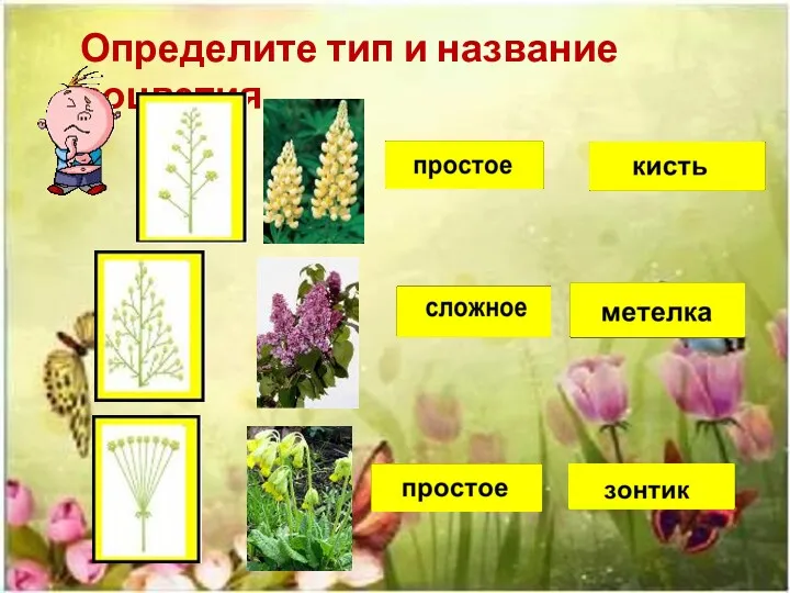 Определите тип и название соцветия