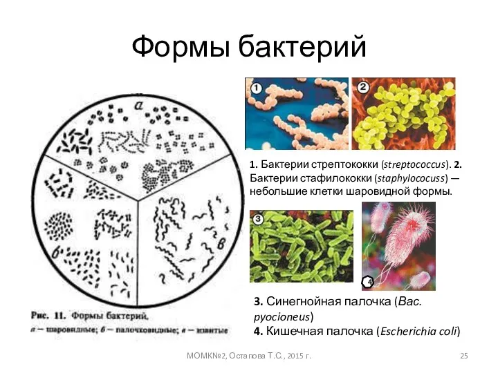 Формы бактерий МОМК№2, Остапова Т.С., 2015 г. 1. Бактерии стрептококки