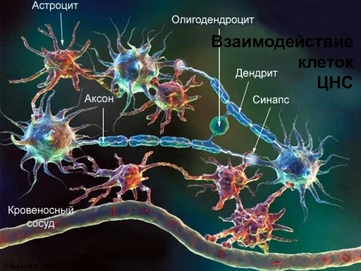 Взаимодействие клеток ЦНС © Цыган В.Н., 2005 г.