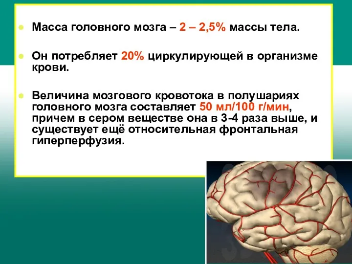 Масса головного мозга – 2 – 2,5% массы тела. Он потребляет 20% циркулирующей