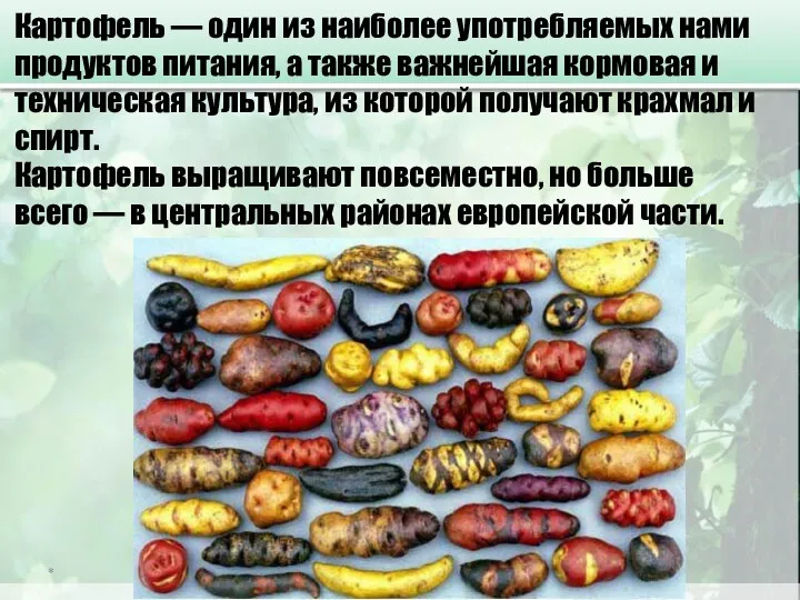 * Картофель — один из наиболее употребляемых нами продуктов питания,