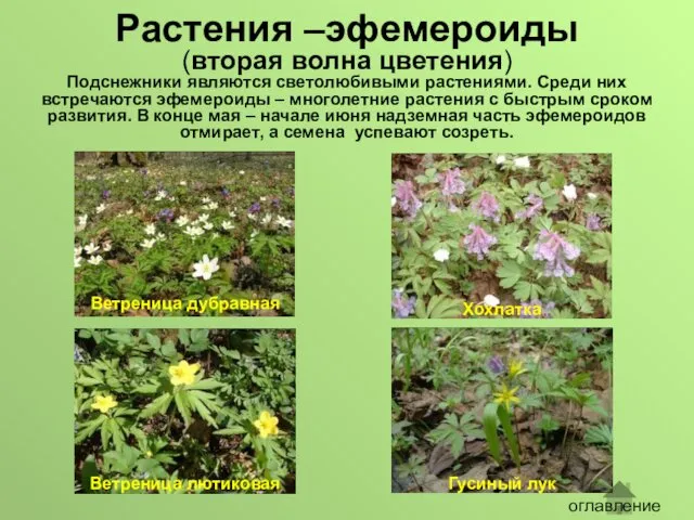 Растения –эфемероиды (вторая волна цветения) Подснежники являются светолюбивыми растениями. Среди них встречаются эфемероиды