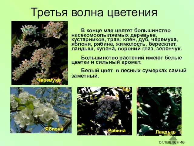 В конце мая цветет большинство насекомоопыляемых деревьев, кустарников, трав: клен, дуб, черемуха, яблоня,