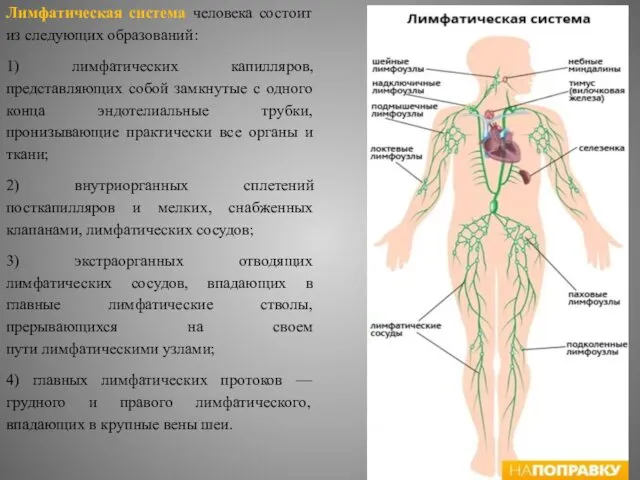 Лимфатическая система человека состоит из следующих образований: 1) лимфатических капилляров,