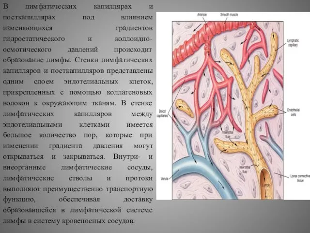 В лимфатических капиллярах и посткапиллярах под влиянием изменяющихся градиентов гидростатического