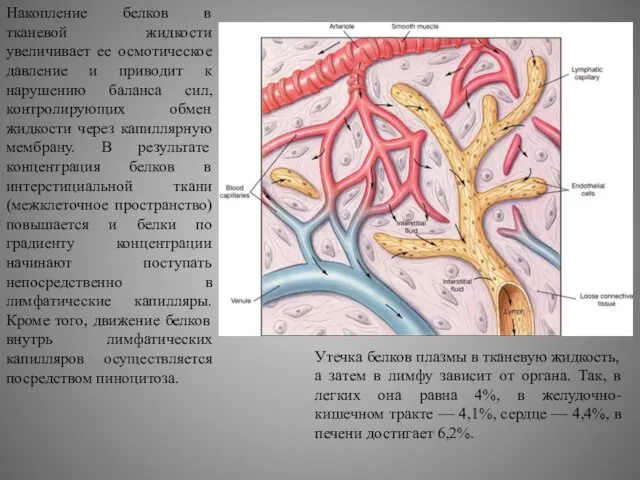 Накопление белков в тканевой жидкости увеличивает ее осмотическое давление и