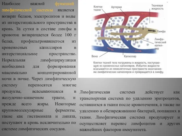 Наиболее важной функцией лимфатической системы является возврат белков, электролитов и