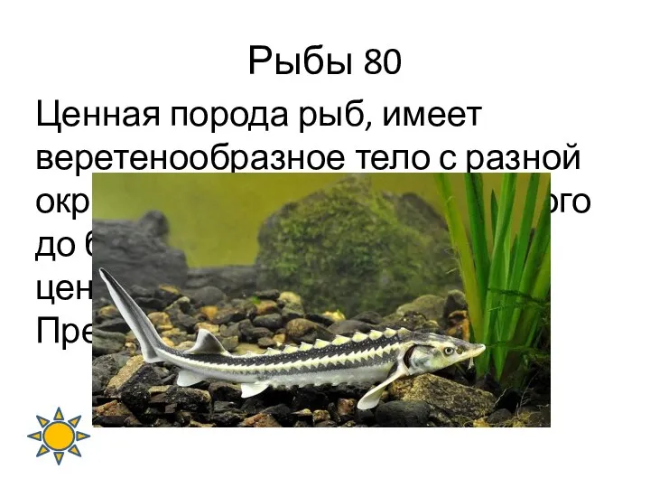 Рыбы 80 Ценная порода рыб, имеет веретенообразное тело с разной