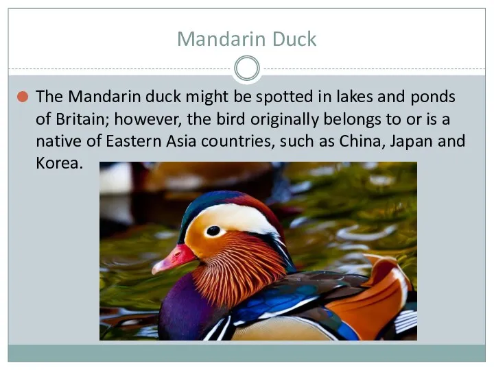 Mandarin Duck The Mandarin duck might be spotted in lakes