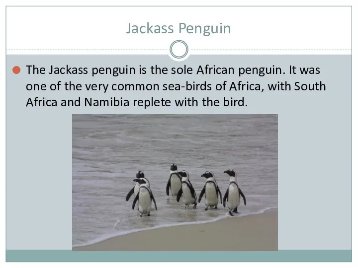 Jackass Penguin The Jackass penguin is the sole African penguin.