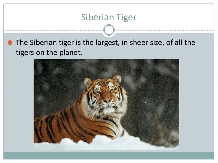Siberian Tiger The Siberian tiger is the largest, in sheer