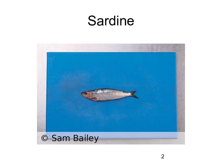 Sardine