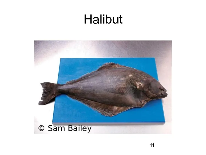 Halibut