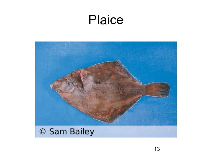 Plaice