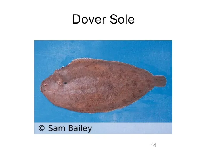 Dover Sole