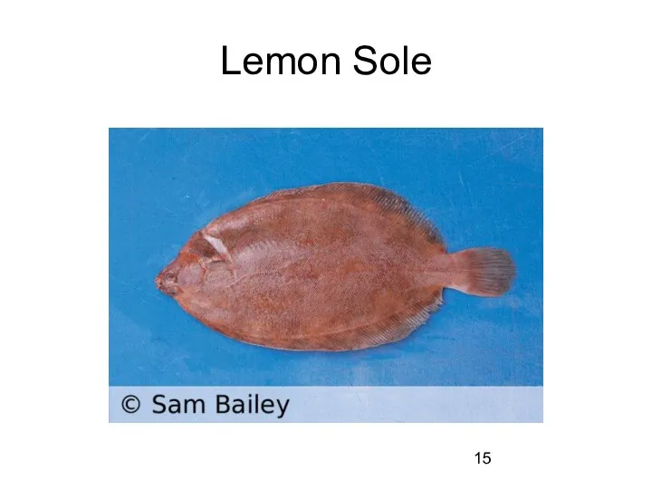 Lemon Sole