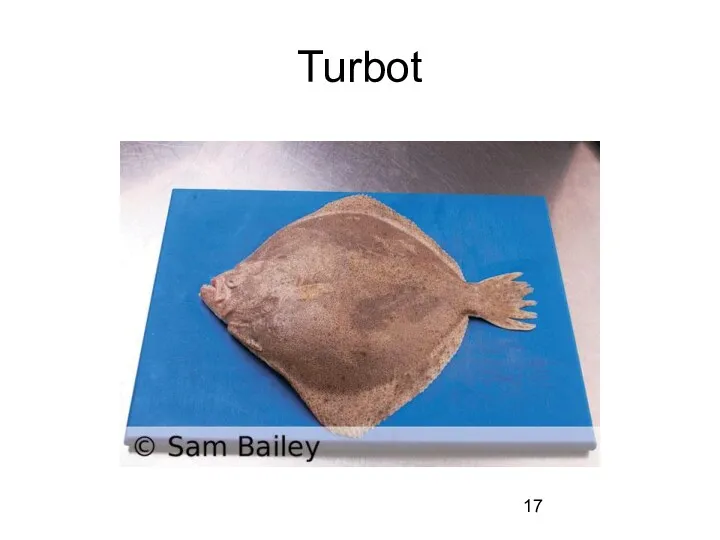 Turbot