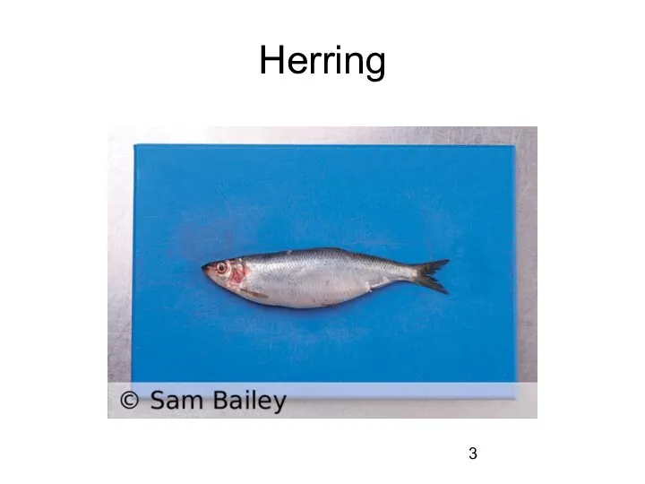 Herring