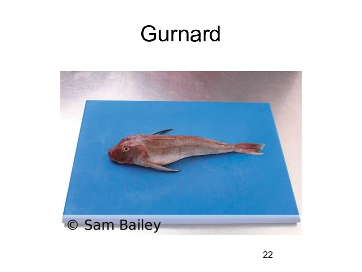 Gurnard