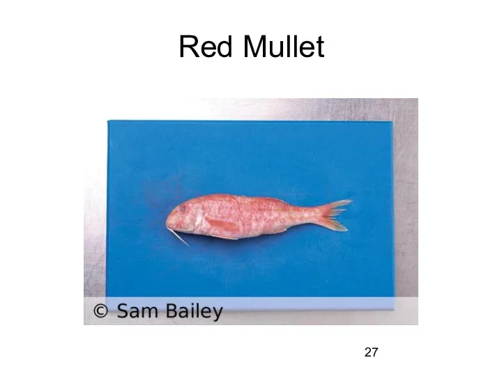 Red Mullet