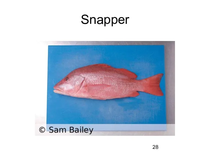 Snapper