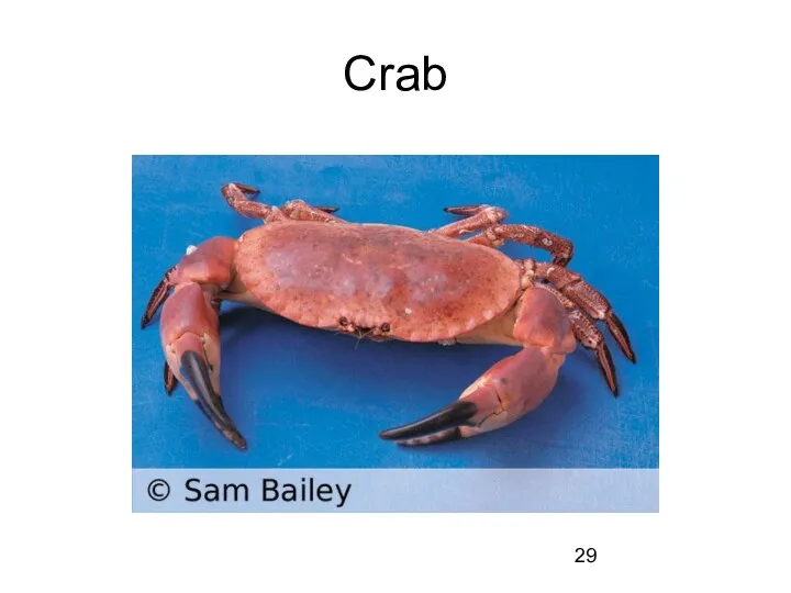 Crab