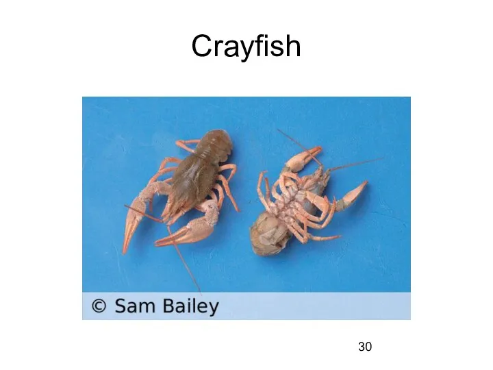 Crayfish